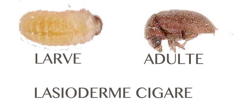 vrillette du tabac ou lasioderme cigare