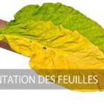 fermentation feuilles tabac