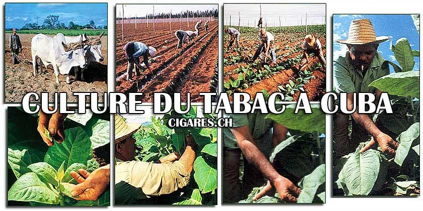 culture tabac cuba