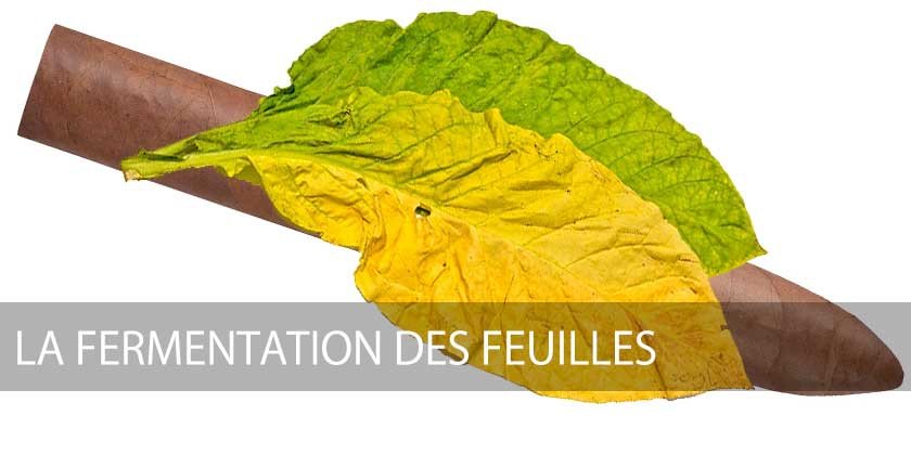 fermentation feuilles tabac