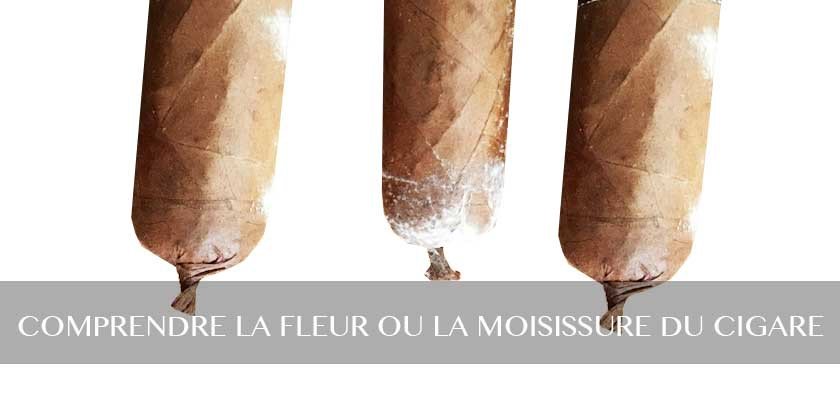 fleur ou moisissure cigares