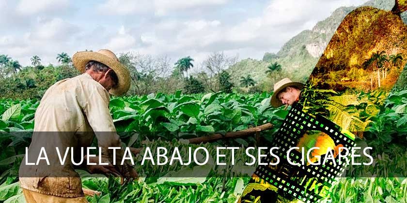 vuelta abajo cigares