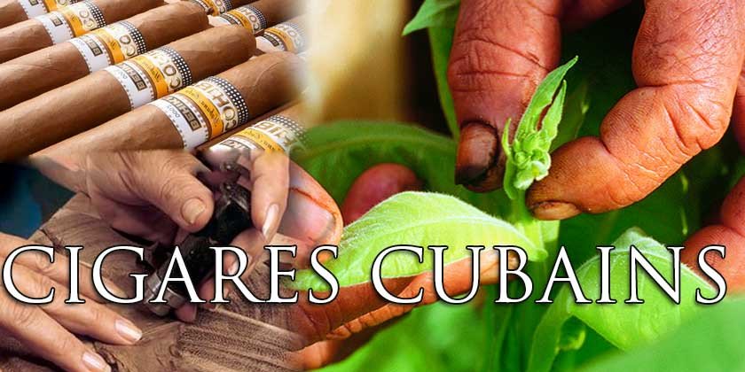 Cigares cubains : recette d'un succès