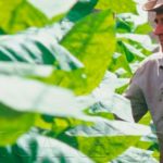 Terroirs des cigares cubains