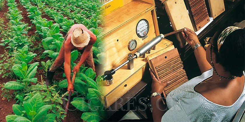 Les cigares cubains sont ils meilleurs que les cigares du Nicaragua ?