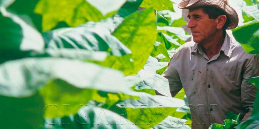 Terroirs des cigares cubains